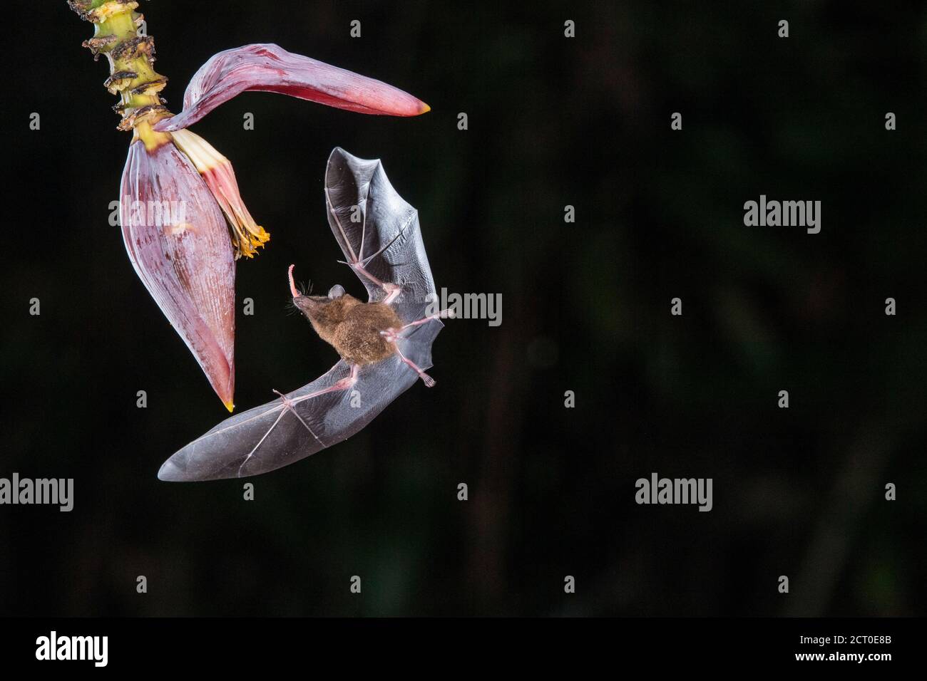 Vol nocturne de nectar nourrissant des chauves-souris- Bat long-tongué de Pallas (Glossophaga soricina), Laguna del lagarto, Alajuela, Costa Rica Banque D'Images