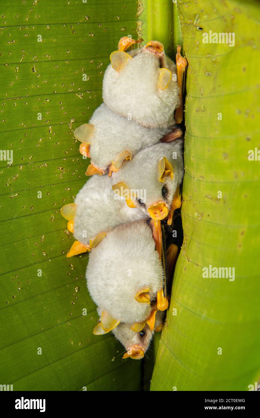 Chauve Souris Blanche Du Honduras Chauve Souris Blanche Des Caraibes Ectophylla Alba Guapiles Limon Costa Rica Photo Stock Alamy