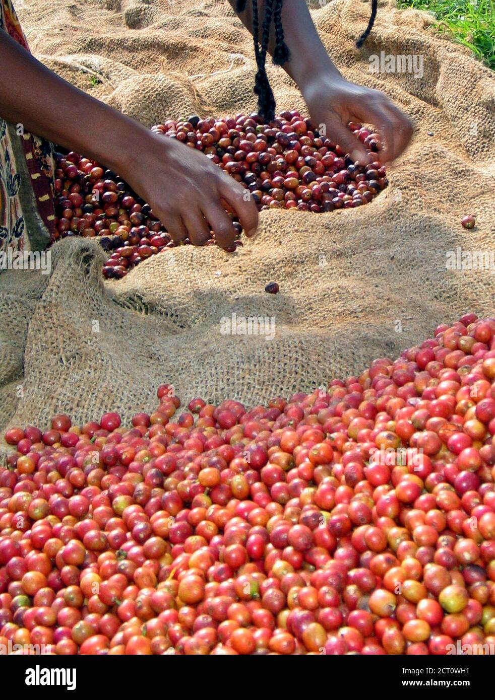 coffee bean quality scale