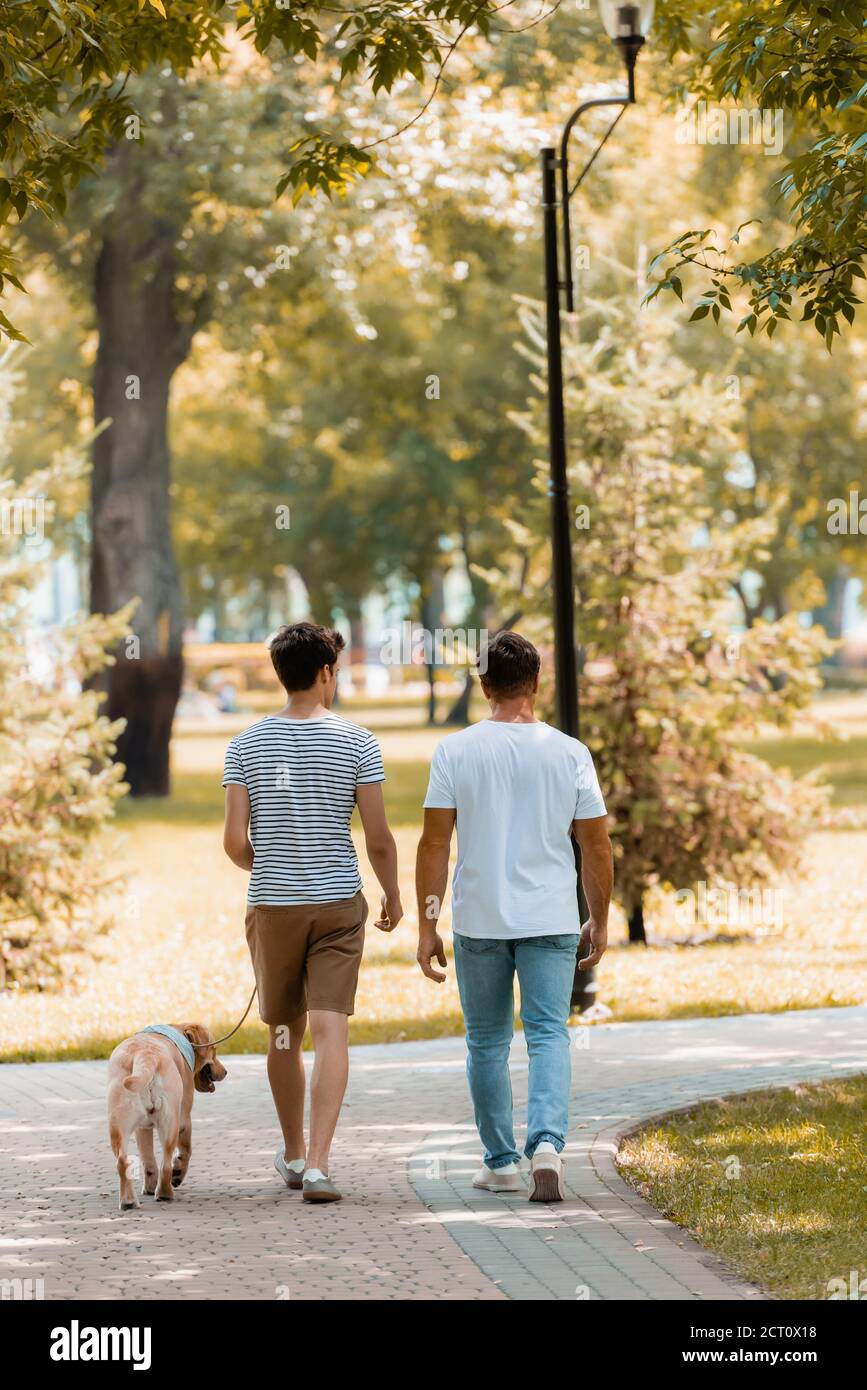 vue arrière du fils et du père de l'adolescent marchant avec de l'or le retrieur sur l'asphalte Banque D'Images