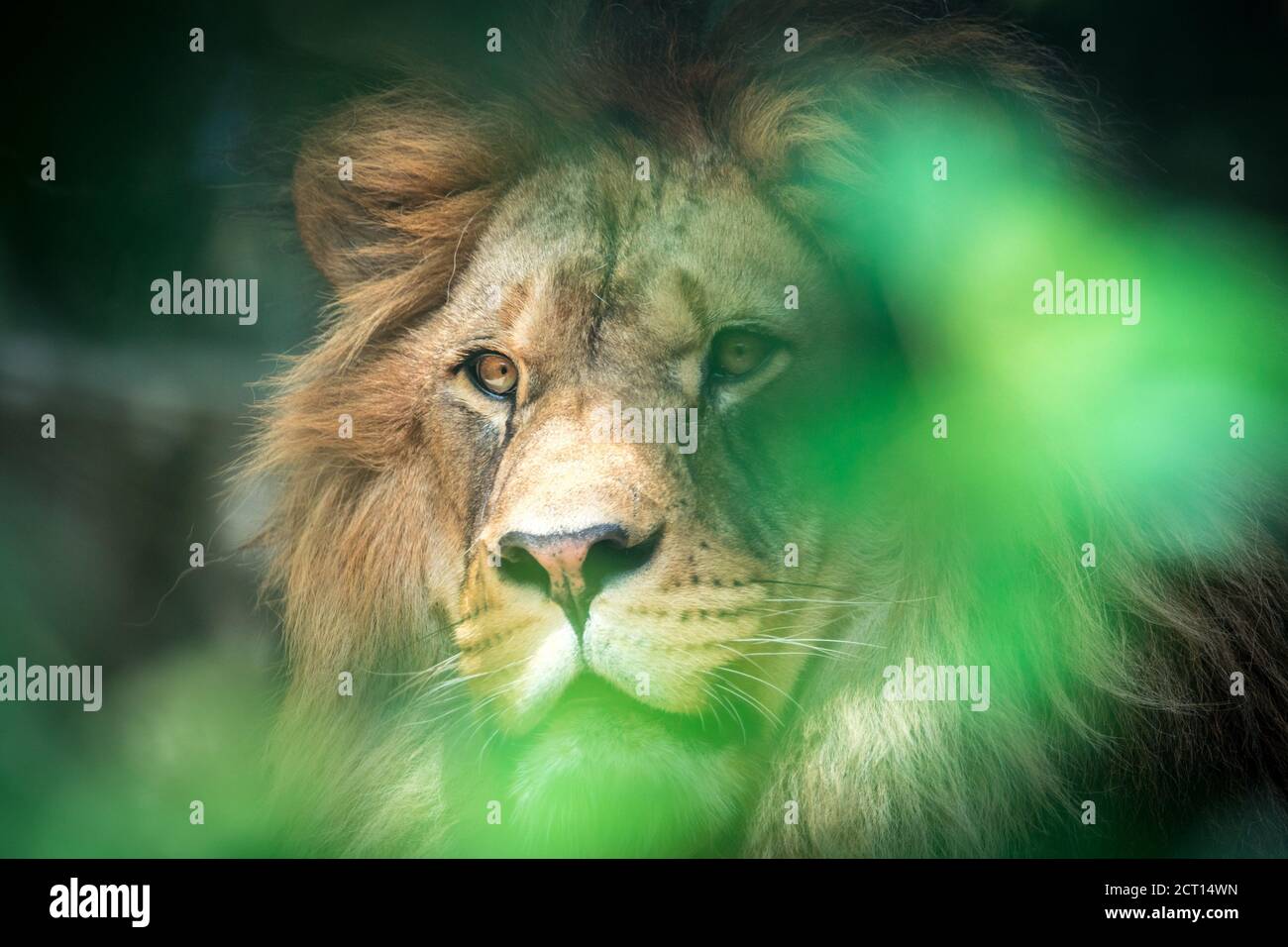 Le lion du prédateur berbère face nad dangereux vue, la meilleure photo Banque D'Images