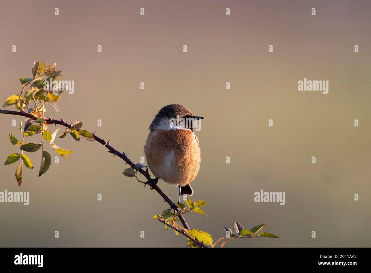 Petit oiseau de passereau, mâle, stonechat Banque D'Images