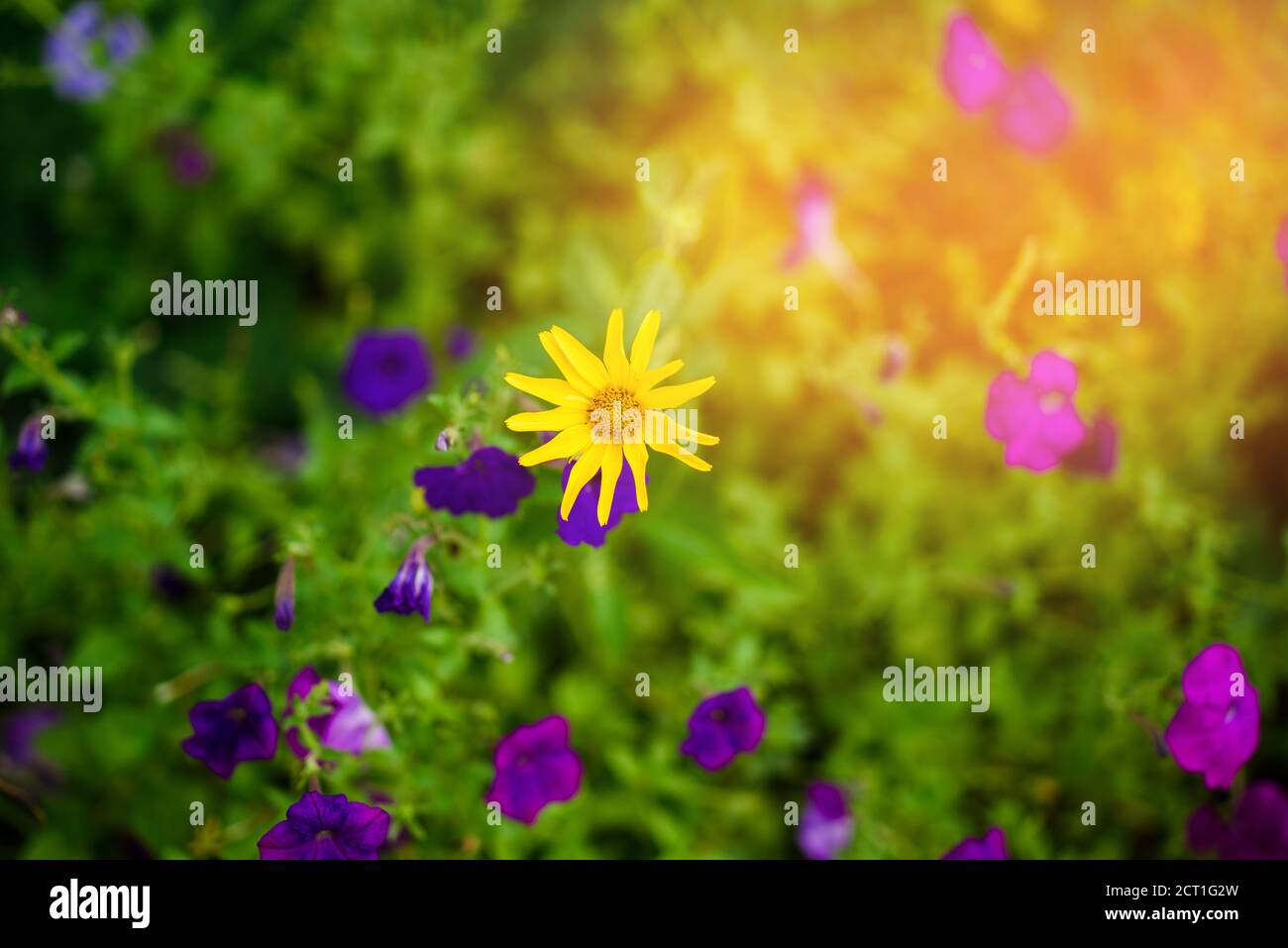 Petite fleur jaune parmi les fleurs lilas de la pétunia. Un champ avec des fleurs et une lumière solaire. Fleurs d'été Banque D'Images
