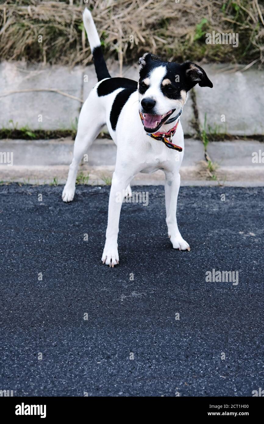 Portrait vertical d'un joli chien noir et blanc heureux sur une promenade sur le trottoir Banque D'Images