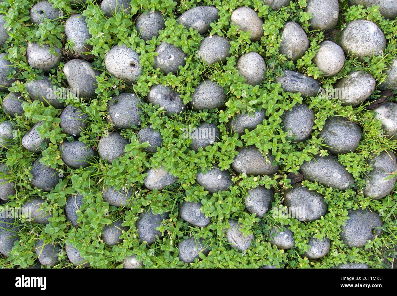 Londres/Angleterre/Royaume-Uni - 02/17/2020- pierres rondes grises entourées de vert plantes Banque D'Images