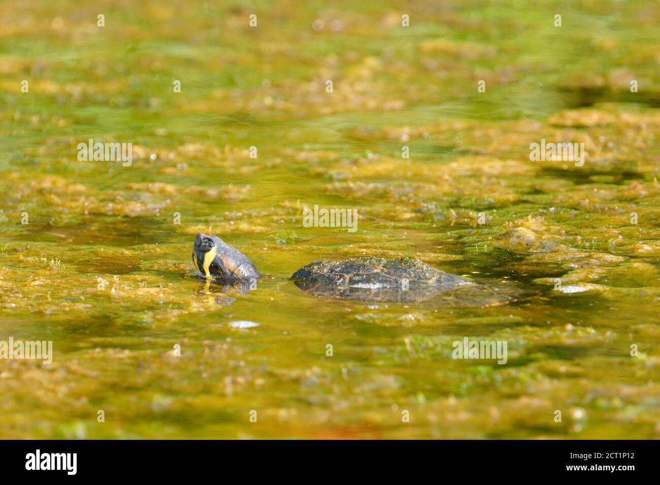 Un Terrapin à ventre jaune (Trachemys scripta scripta) au Temple Newsam à Leeds, Royaume-Uni. Peut-être libéré comme un animal indésirable. Banque D'Images