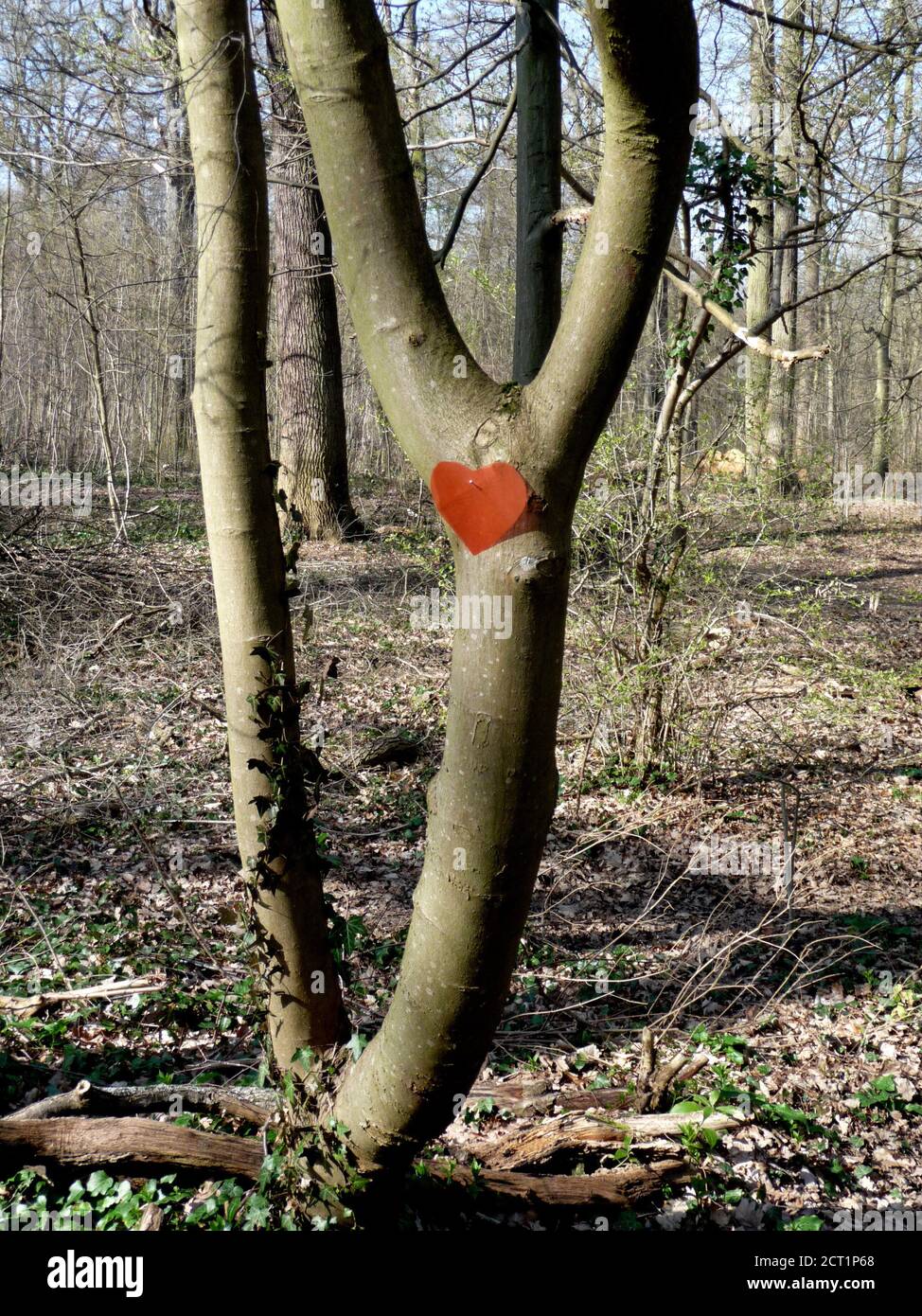 Saint-Germain-en-Laye, France- 03/05/2014: Arbre dans la forêt de Saint-Germain-en-Laye, France avec un coeur en papier rouge accroché au tronc. Banque D'Images