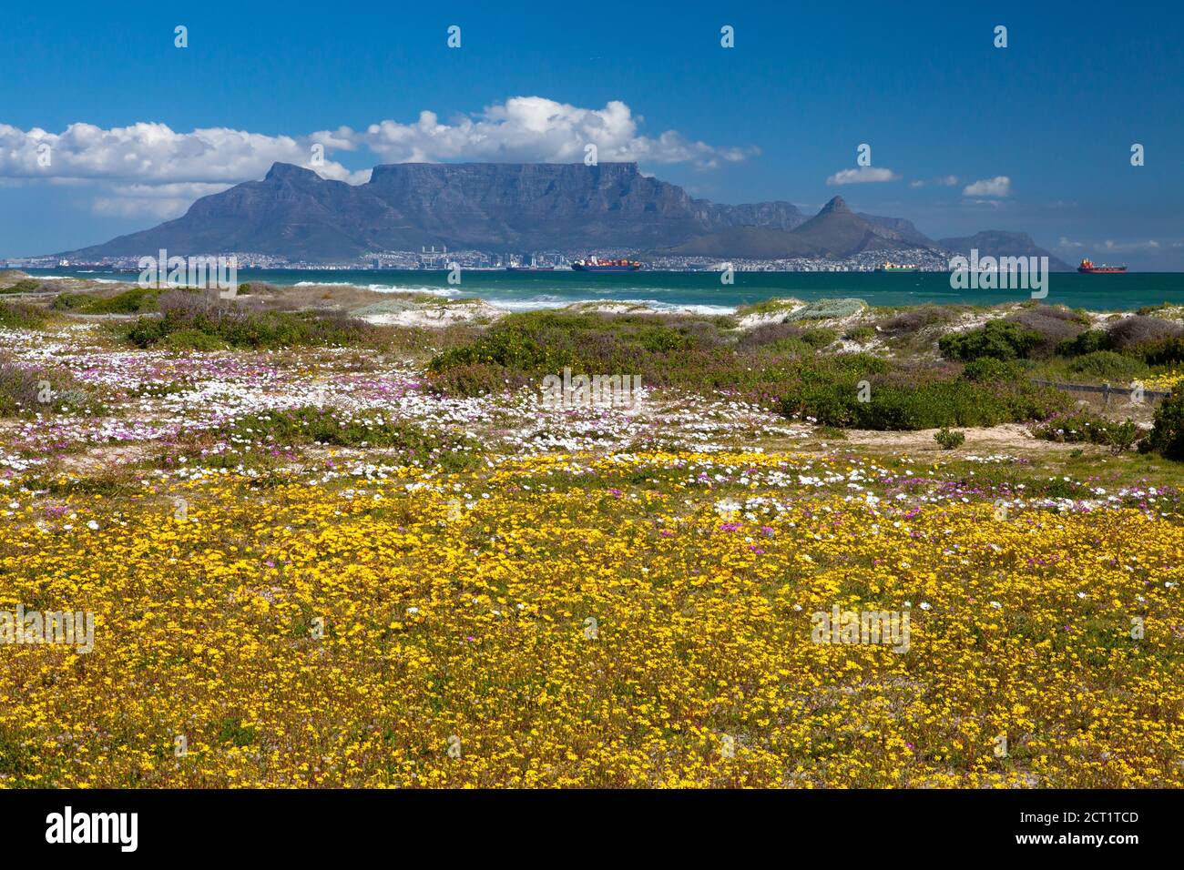 carte postale vue sur la montagne de la table cape town afrique du sud avec fleurs de printemps colorées de la destination touristique de bloubergstrand Banque D'Images