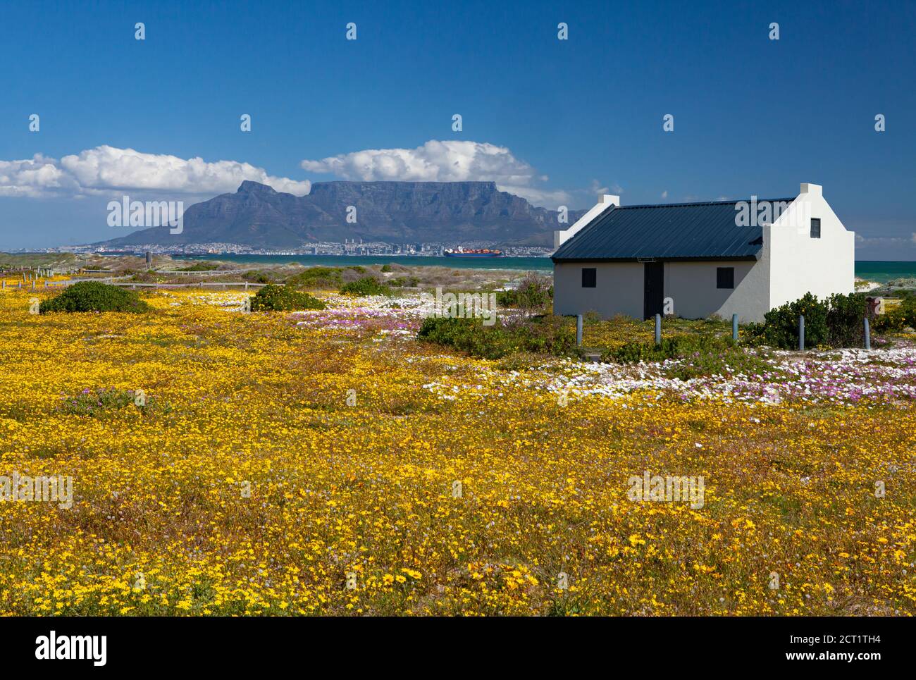 carte postale vue sur la montagne de la table cape town afrique du sud avec fleurs de printemps colorées de la destination touristique de bloubergstrand Banque D'Images