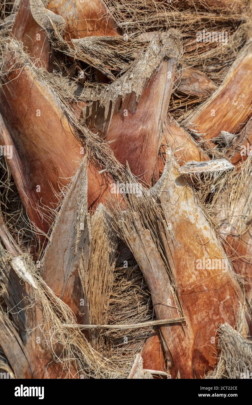 Vue rapprochée de l'écorce du palmier, texture naturelle. Banque D'Images