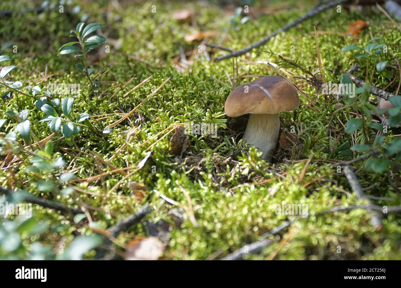 Champignons sauvages (Boletus) poussant dans la mousse verte de forêt naturelle en automne. Gros plan. Mise au point sélective. Banque D'Images