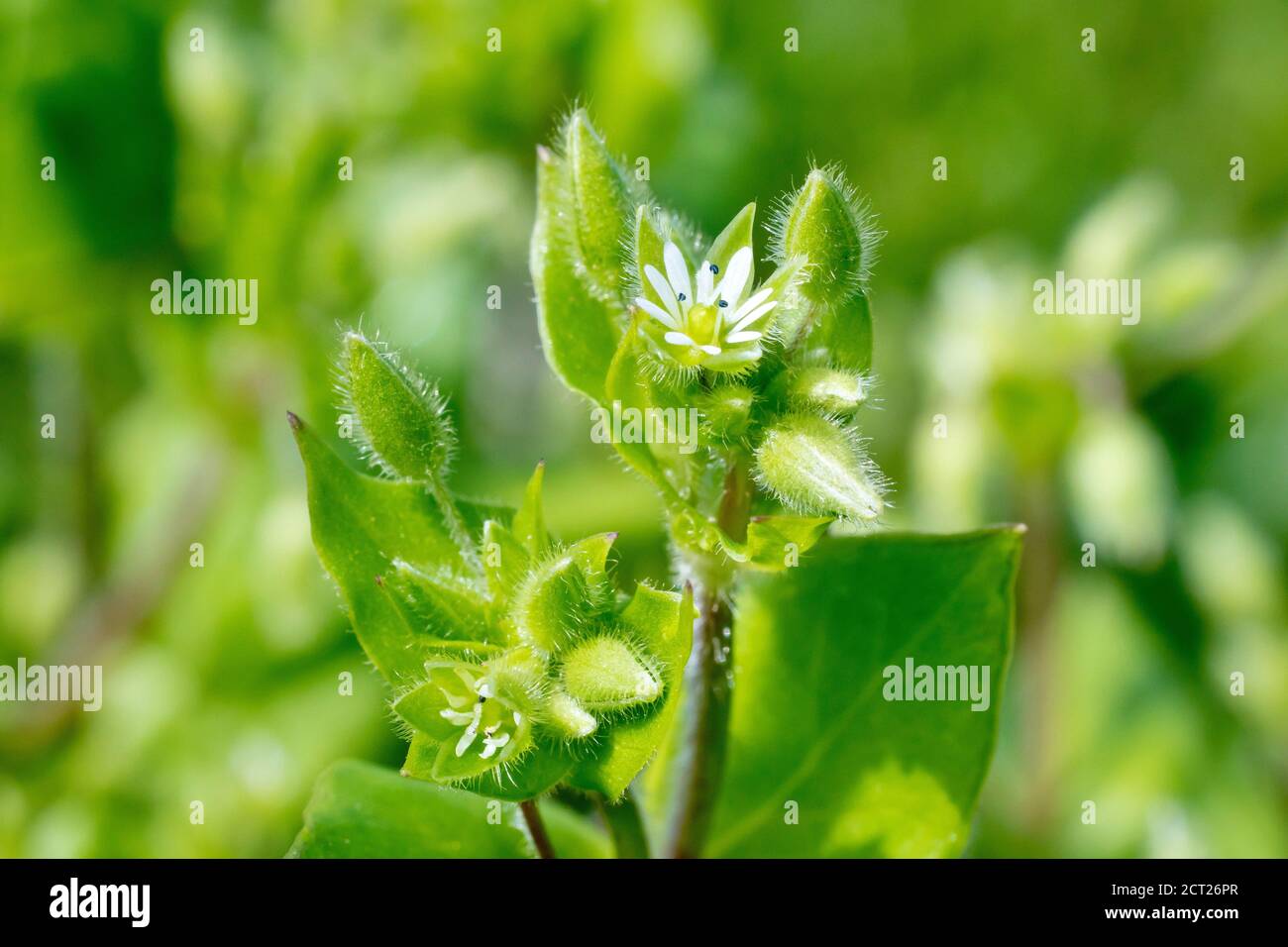 Chickweed commun (stellaria media), gros plan d'une fleur ouverte avec des bourgeons et des feuilles. Banque D'Images