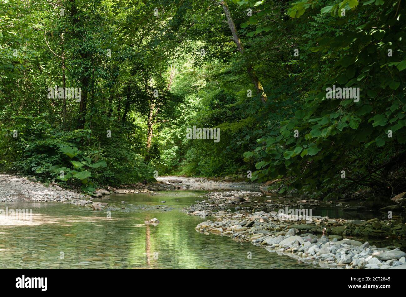 Ruisseau de montagne clair dans la forêt subtropicale verdoyante. Caucase du Nord. Russie Banque D'Images