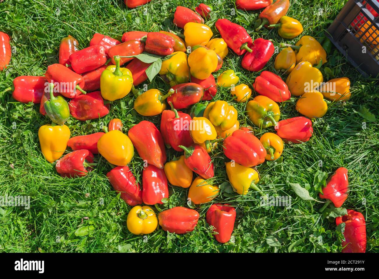Poivrons mûrs rouges et jaunes fraîchement cueillis sur le grass. Photo de haute qualité Banque D'Images