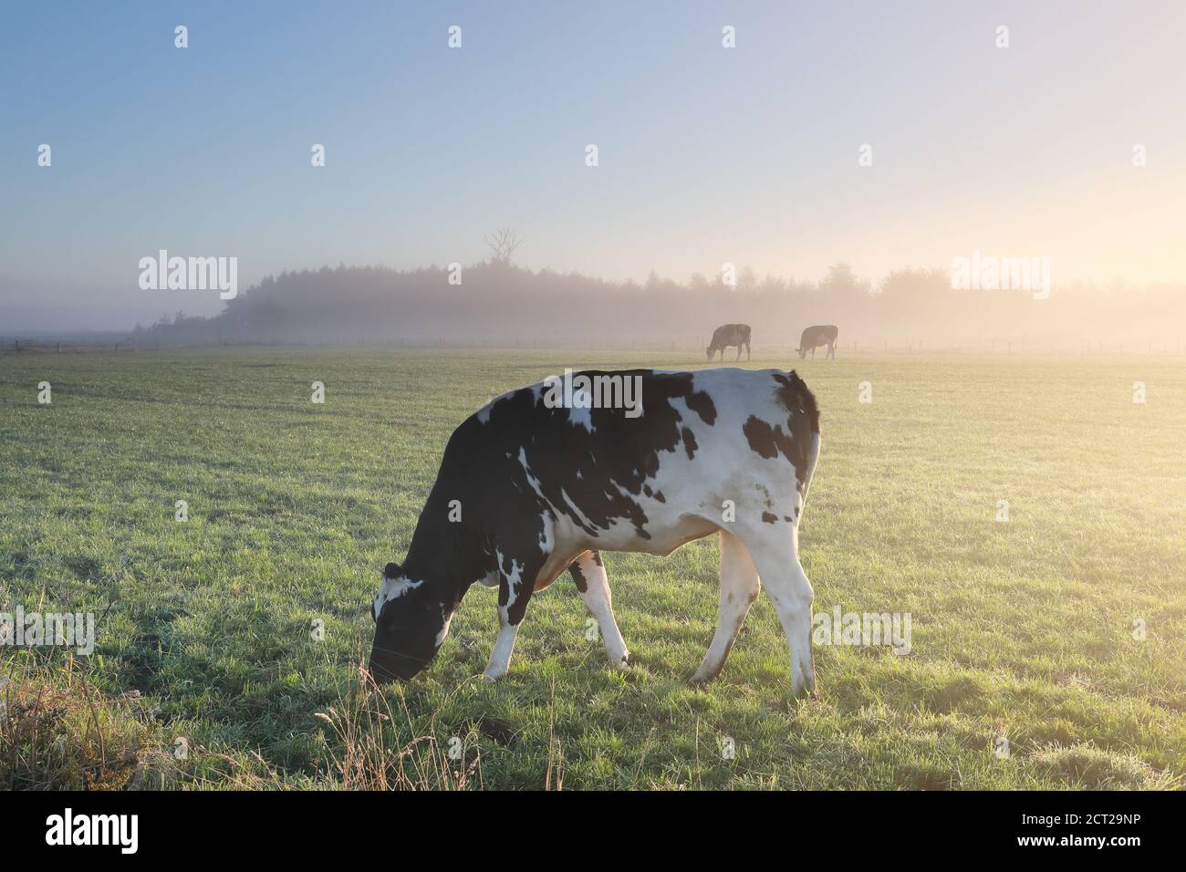 vaches laitières paître sur un pâturage brumeux à l'aube Banque D'Images