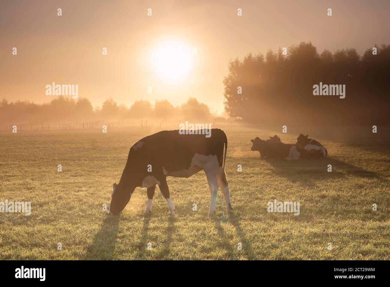 vaches paître sur un pâturage brumeux au lever du soleil en été Banque D'Images