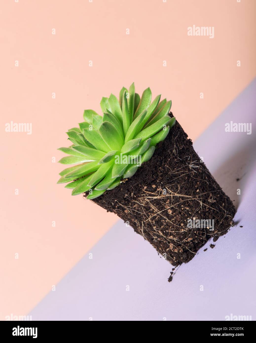 Plante succulente de sempervivum. Décoration florale sur fond de couleur Banque D'Images