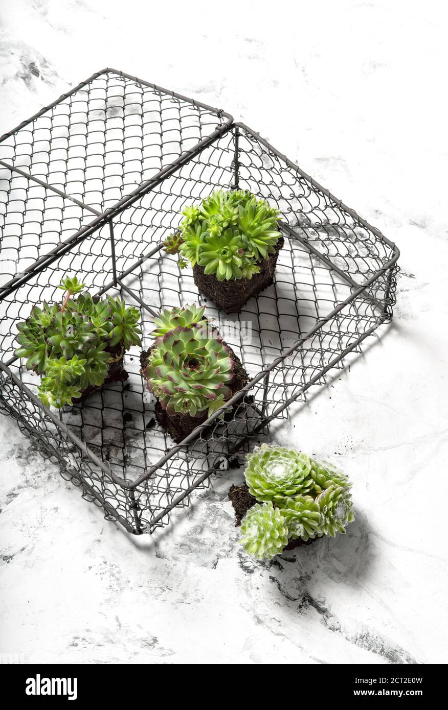 Plantes succulentes sur fond de marbre. Décoration florale minimaliste Banque D'Images