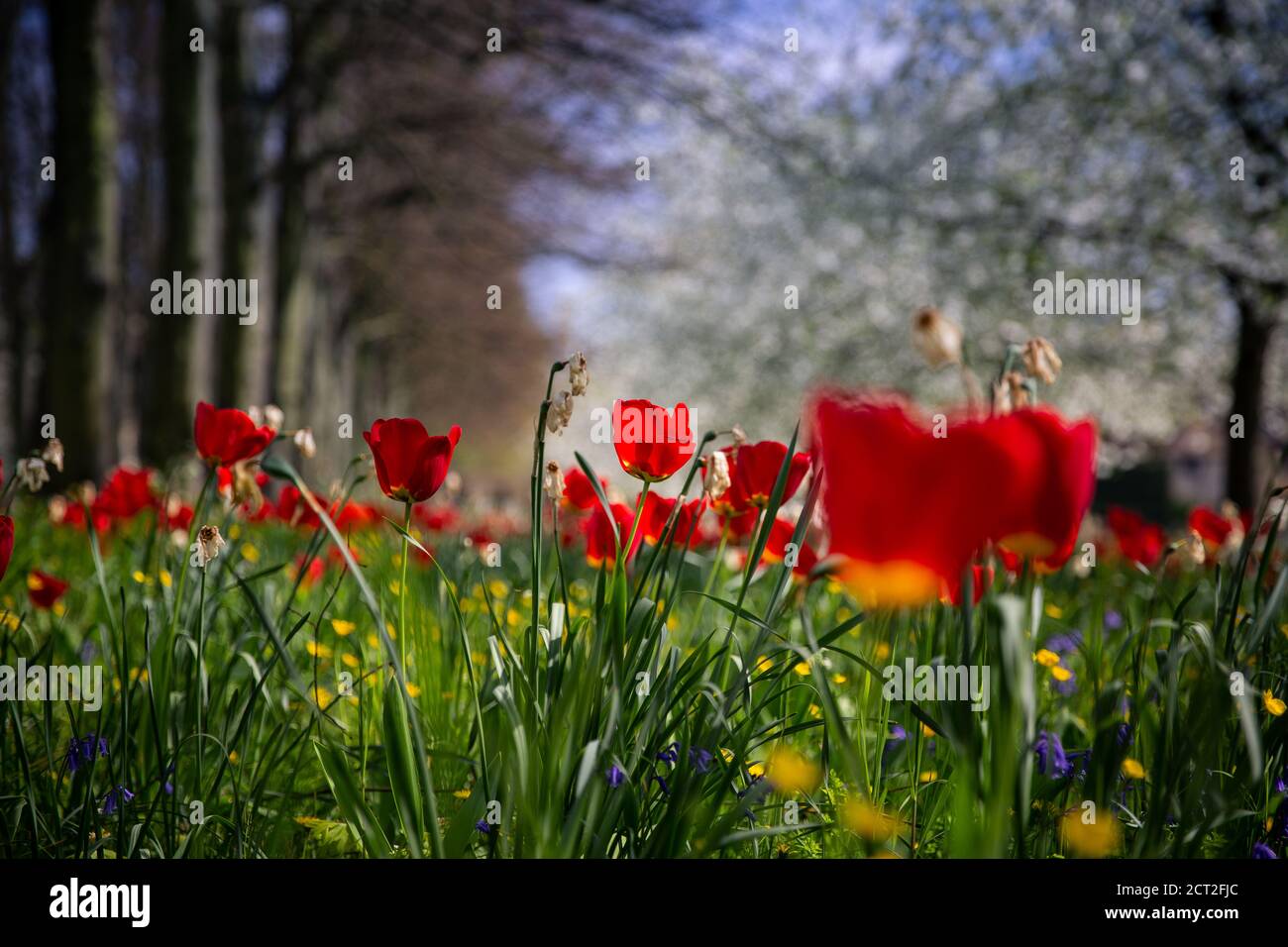 Fleurs sauvages, tulipes, tasses à beurre et pissenlits, à l'extérieur de Kings College à Cambridge, au Royaume-Uni Banque D'Images