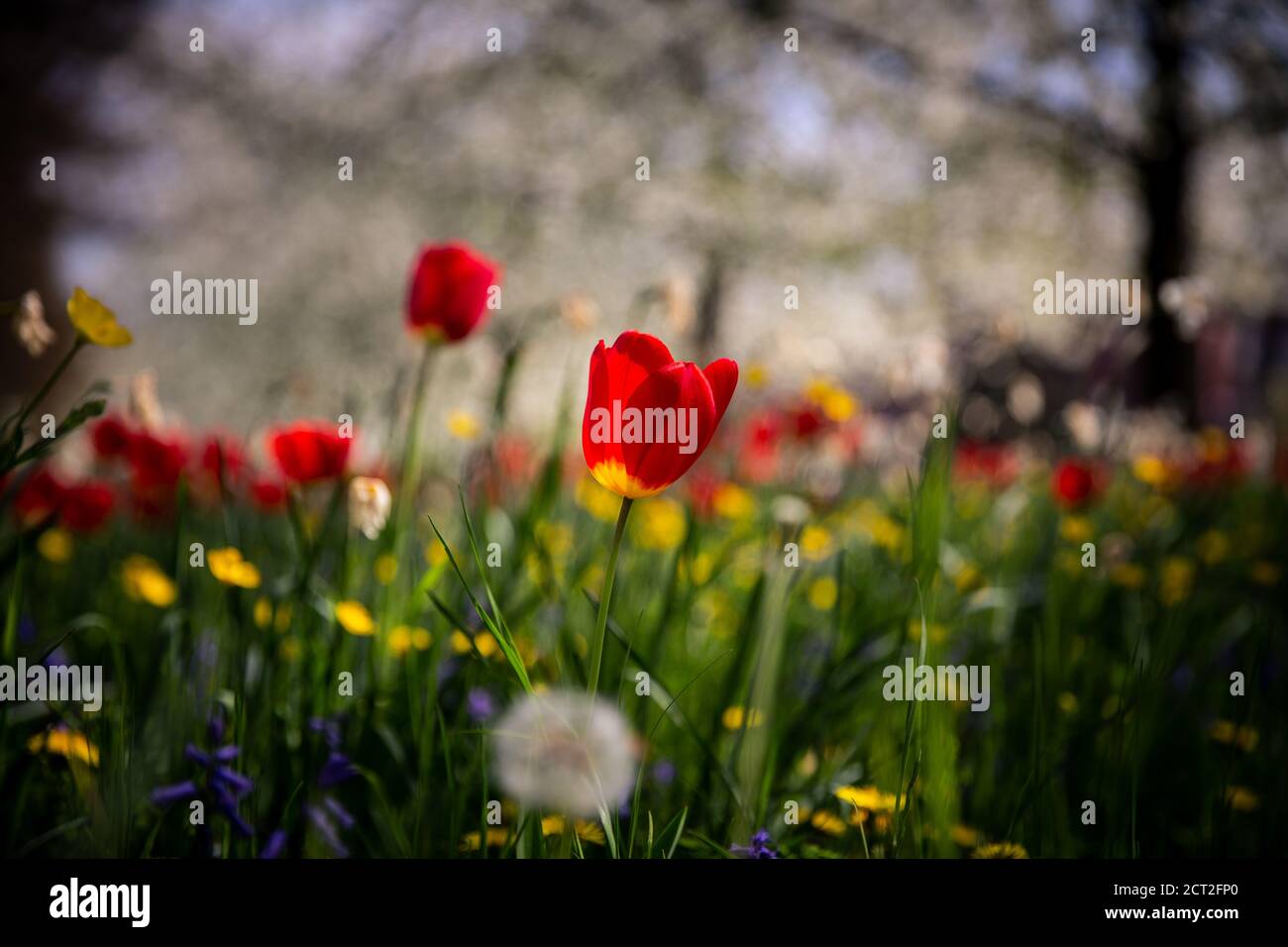 Fleurs sauvages, tulipes, tasses à beurre et pissenlits, à l'extérieur de Kings College à Cambridge, au Royaume-Uni Banque D'Images