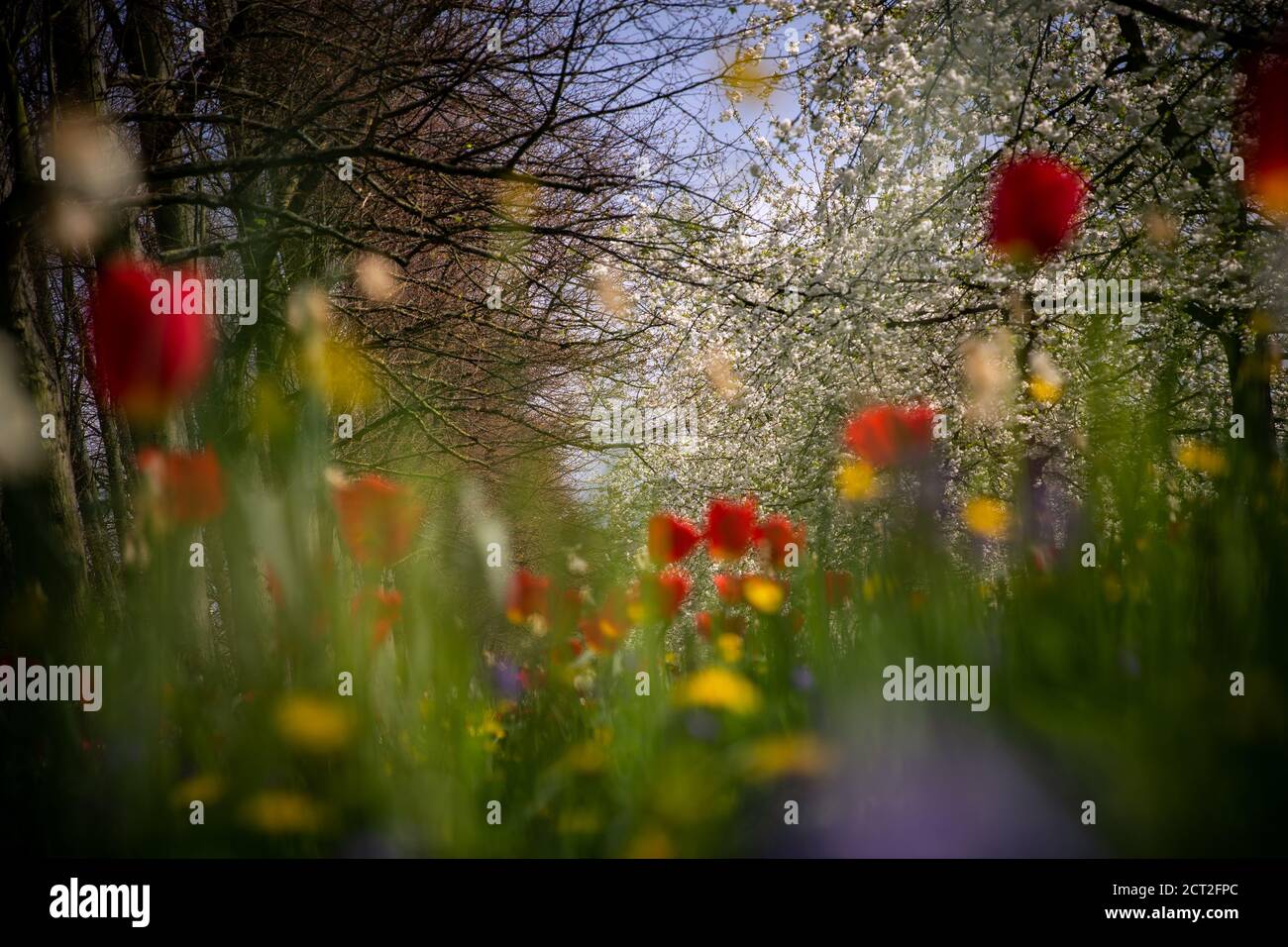 Fleurs sauvages, tulipes, tasses à beurre et pissenlits, à l'extérieur de Kings College à Cambridge, au Royaume-Uni Banque D'Images