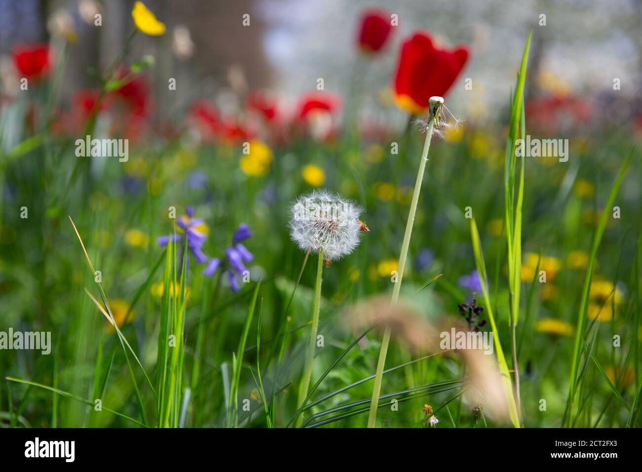 Fleurs sauvages, tulipes, tasses à beurre et pissenlits, à l'extérieur de Kings College à Cambridge, au Royaume-Uni Banque D'Images