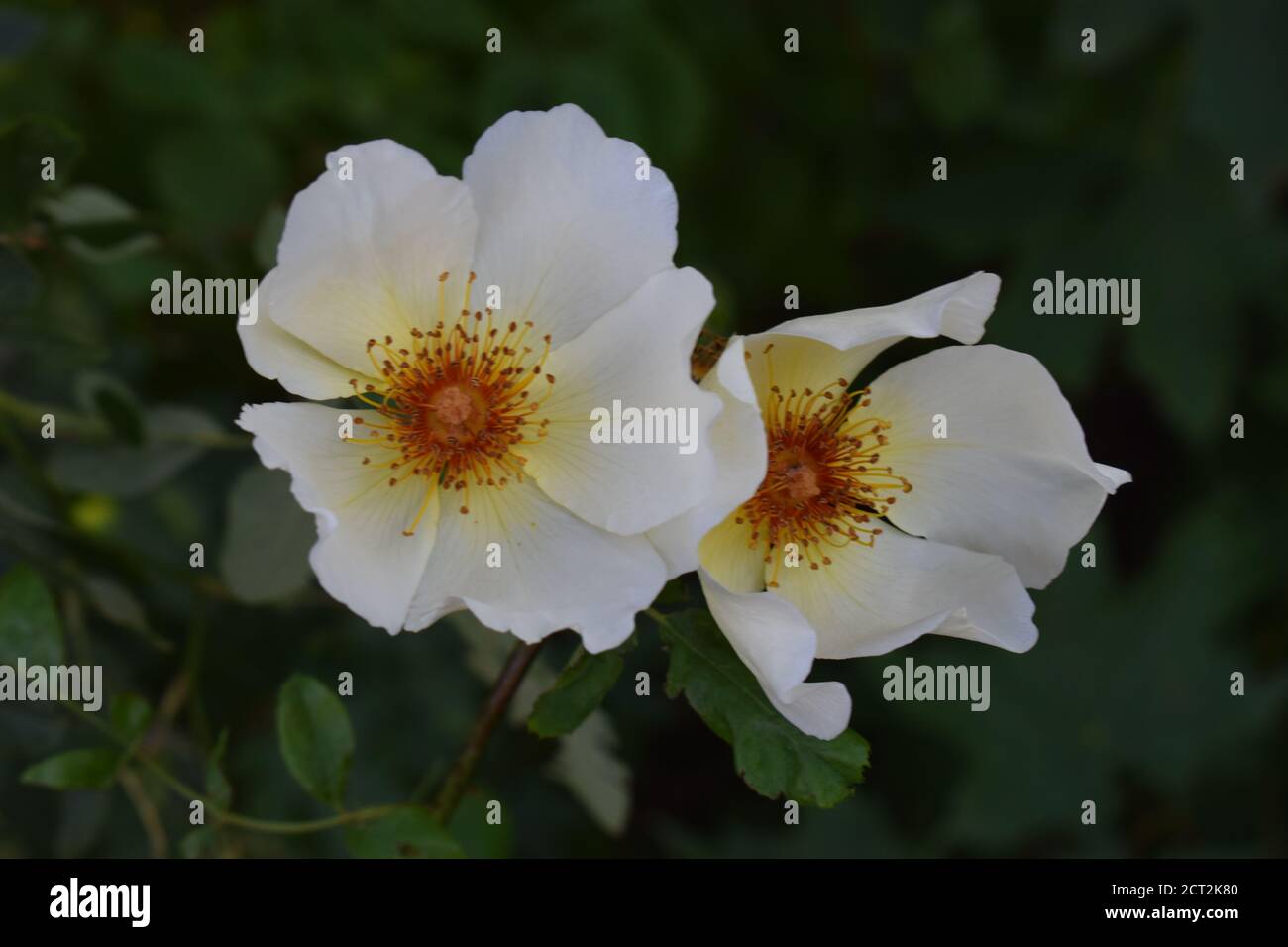 Gros plan des roses blanches pour chiens (Rosa canina). Banque D'Images