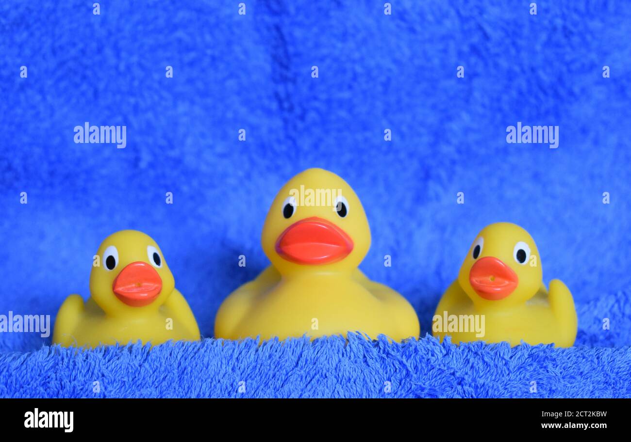 Trois canards jaunes mignons sur un arrière-plan bleu en tissu éponge avec un espace de copie au-dessus. Banque D'Images