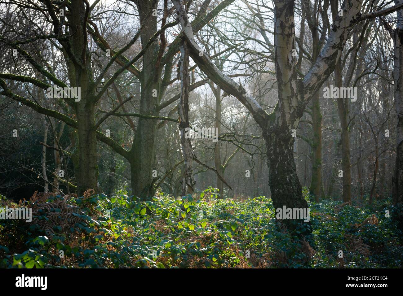 Scène de forêt d'hiver à Surrey, Royaume-Uni Banque D'Images