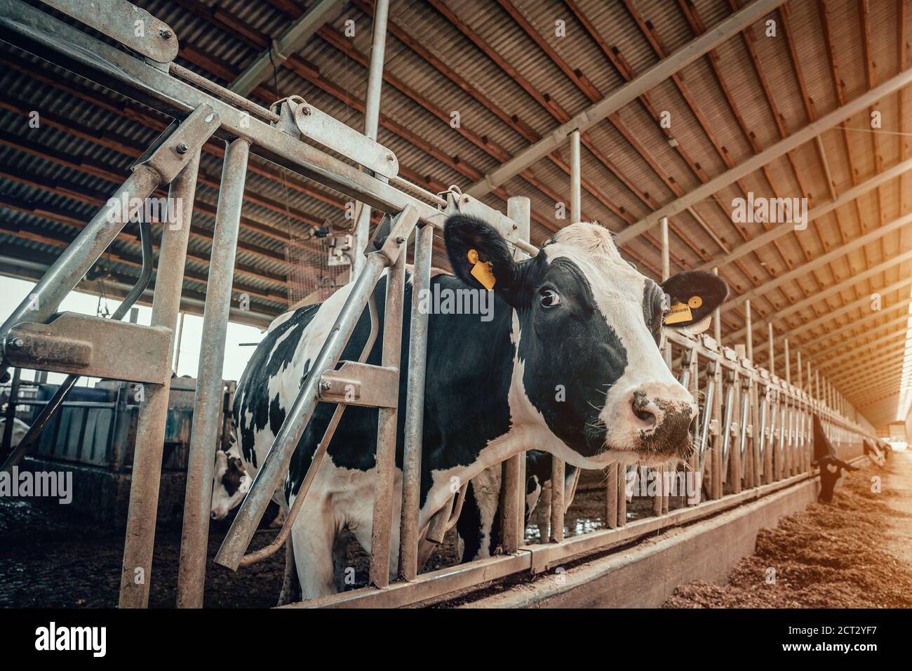 Agriculture Industrie, élevage de vaches laitières, portrait de la tête de vache à lait dans le bassin de vache. Banque D'Images
