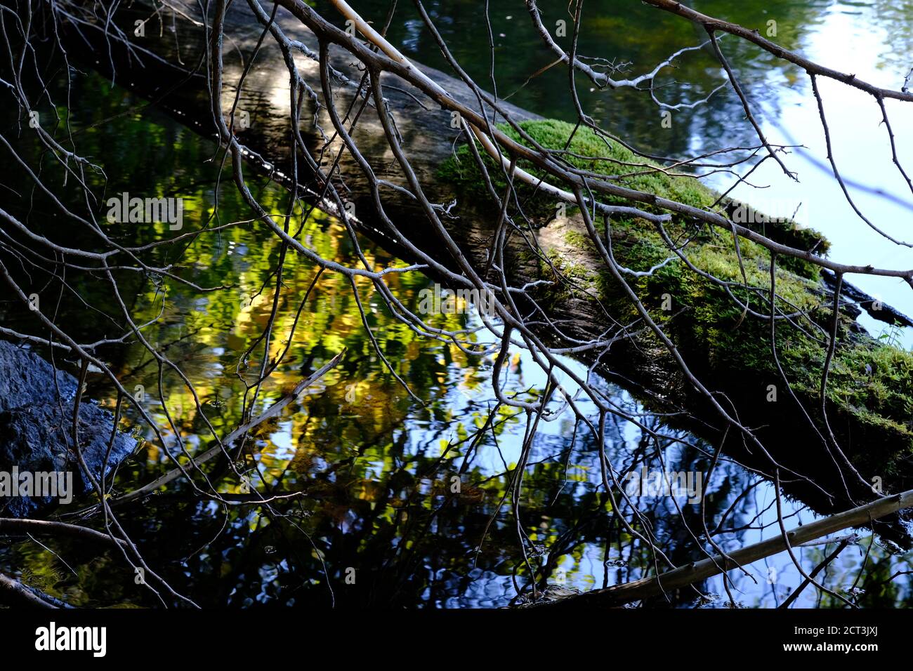 Tronc d'arbre moussy tombé au bord d'un petit lac du Québec, Val-des-Monts, Canada. Feuillage de la fin de l'été reflété dans l'eau. Banque D'Images