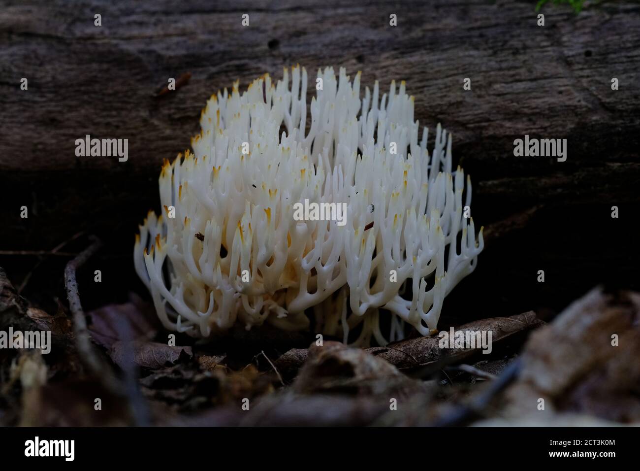 Champignon de corail blanc (Clavulina cristata) niché sous une bûche ombragée dans une forêt québécoise, Val-des-Monts, Canada. Banque D'Images