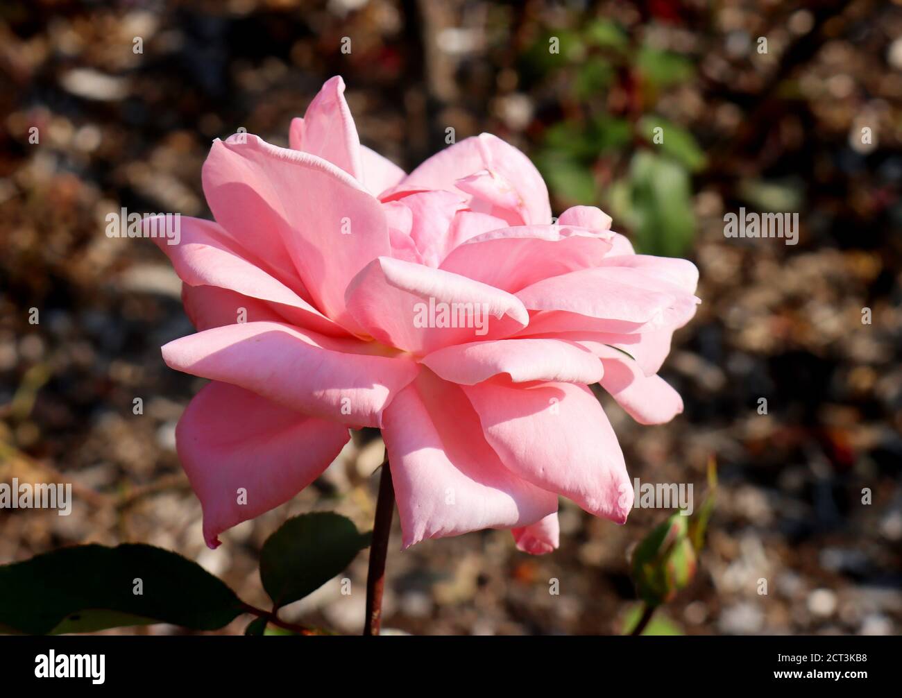Macro shot rose rose Banque D'Images
