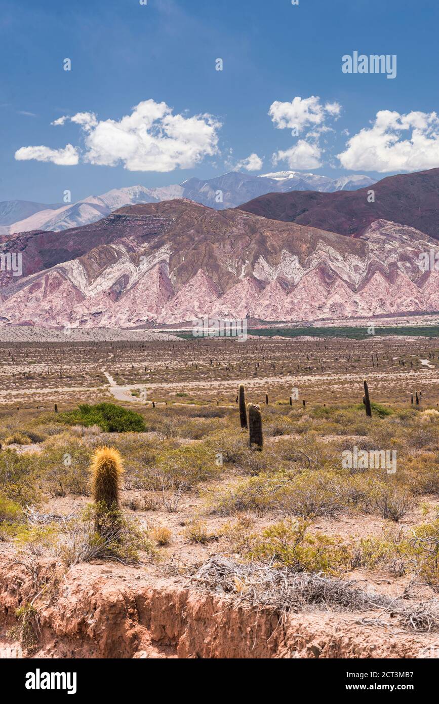 cactus-bizarre-banque-de-photographies-et-d-images-haute-r-solution