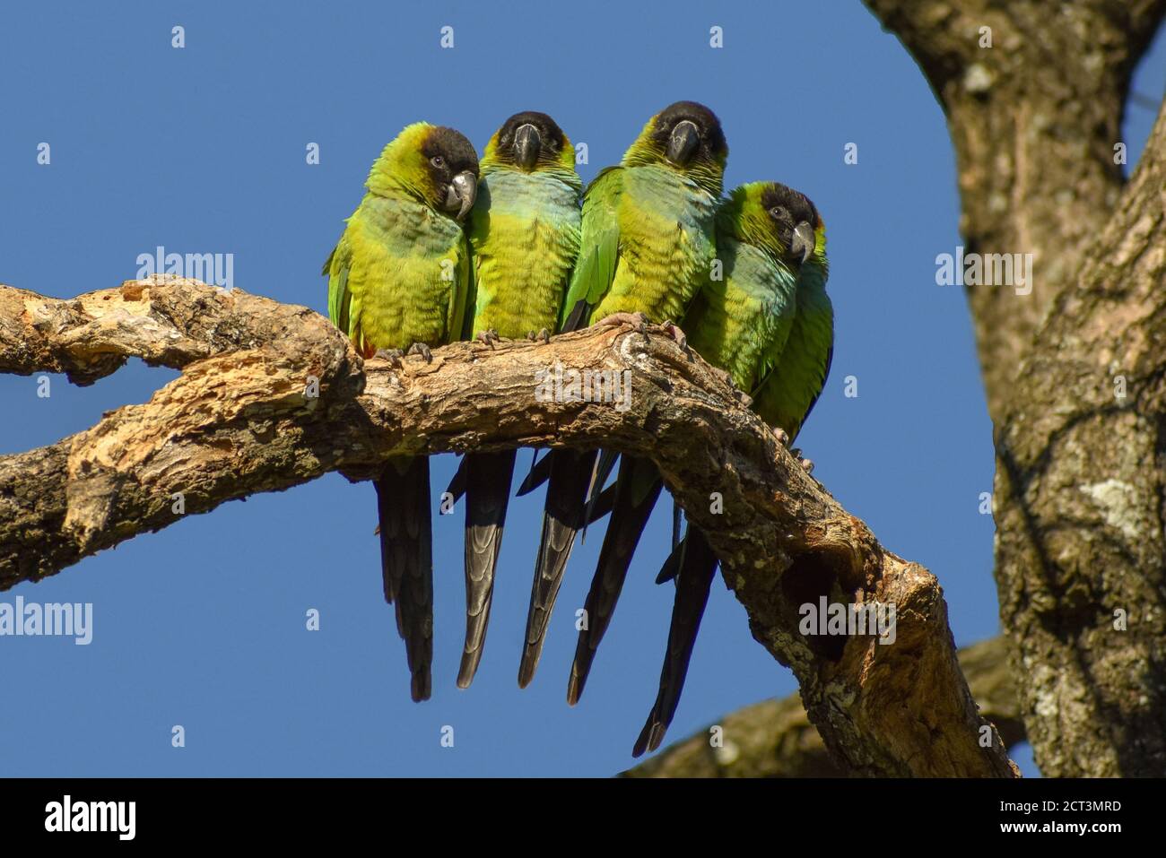 Groupe de parakeet de nanday (Aratinga nenday), également connu sous le nom de perruque à capuchon noir ou de conure de nanday, vu dans un parc à Buenos Aires, en Argentine Banque D'Images