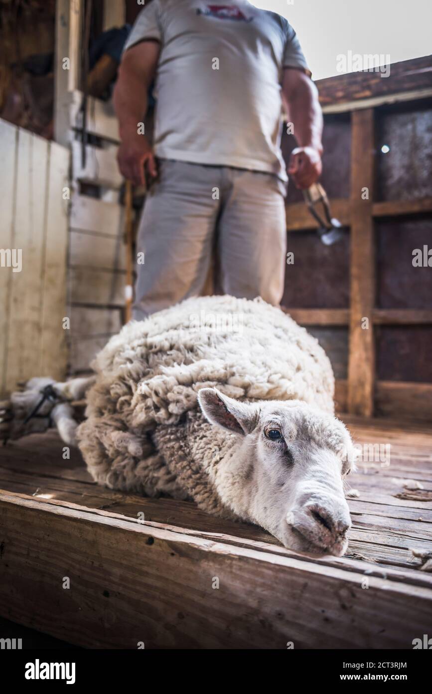 Gaucho Sheep faisant des tâches de berger comme agriculteur à Estancia 25 de Mayo, El Calafate, province de Santa Cruz, Patagonie Argentine, Amérique du Sud Banque D'Images