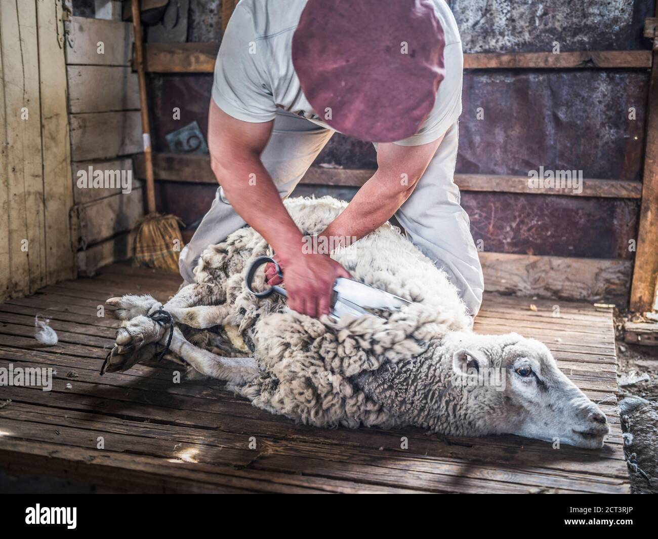 Gaucho Sheep faisant des tâches de berger comme agriculteur à Estancia 25 de Mayo, El Calafate, province de Santa Cruz, Patagonie Argentine, Amérique du Sud Banque D'Images