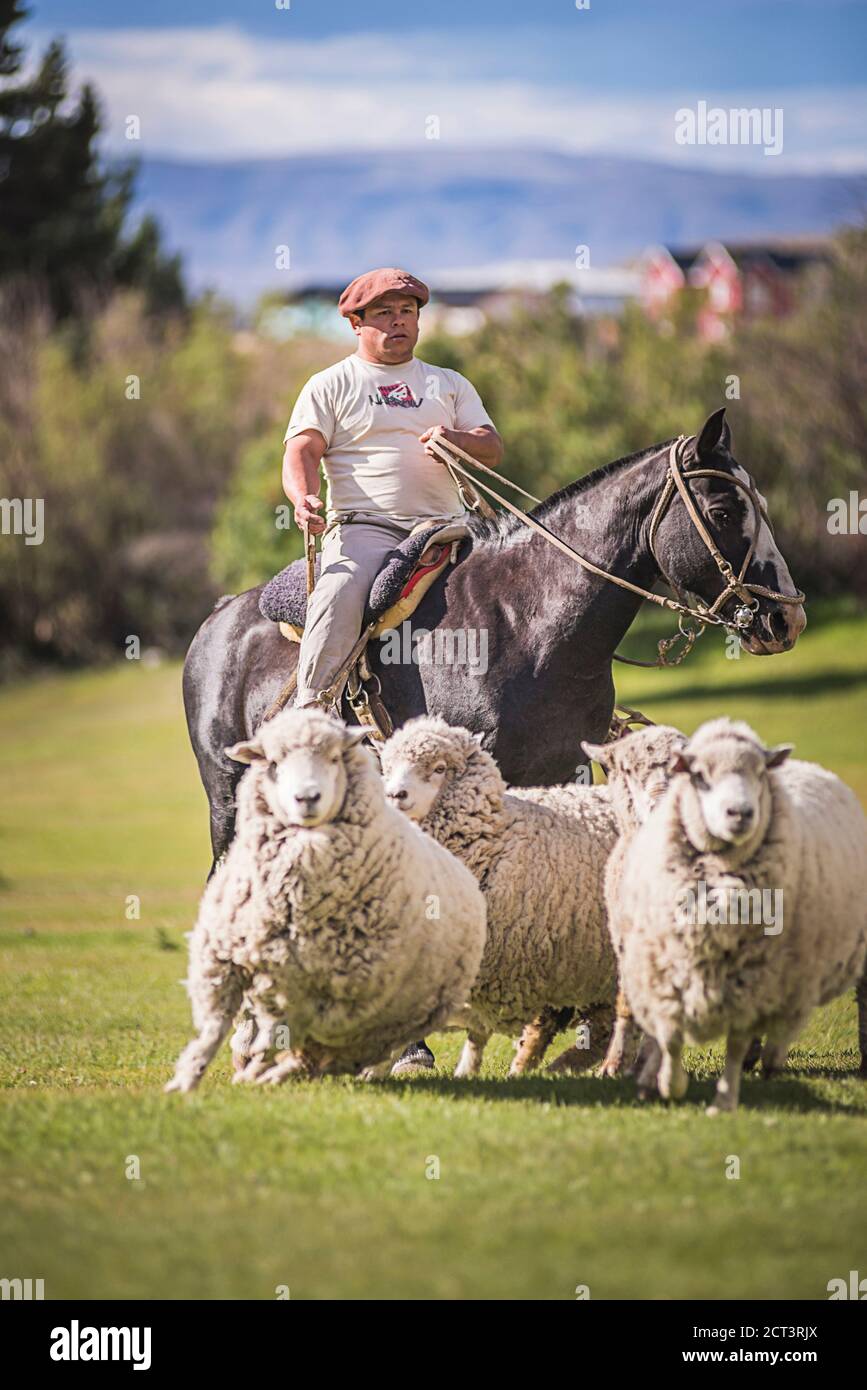 Gaucho berger qui arrondisse les moutons à Estancia 25 de Mayo, El Calafate, province de Santa Cruz, Patagonie Argentine, Amérique du Sud Banque D'Images