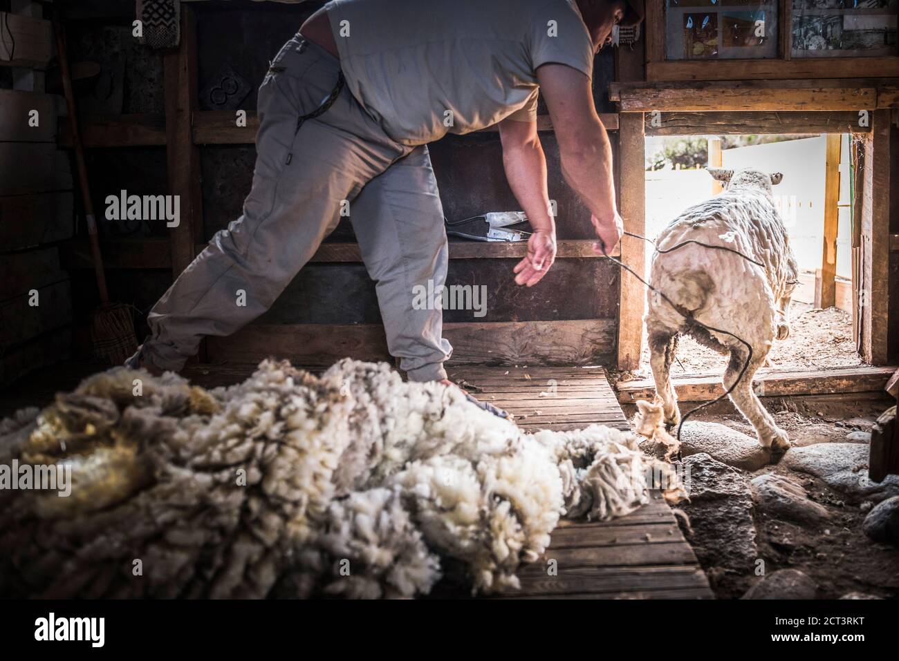 Gaucho Sheep faisant des tâches de berger comme agriculteur à Estancia 25 de Mayo, El Calafate, province de Santa Cruz, Patagonie Argentine, Amérique du Sud Banque D'Images