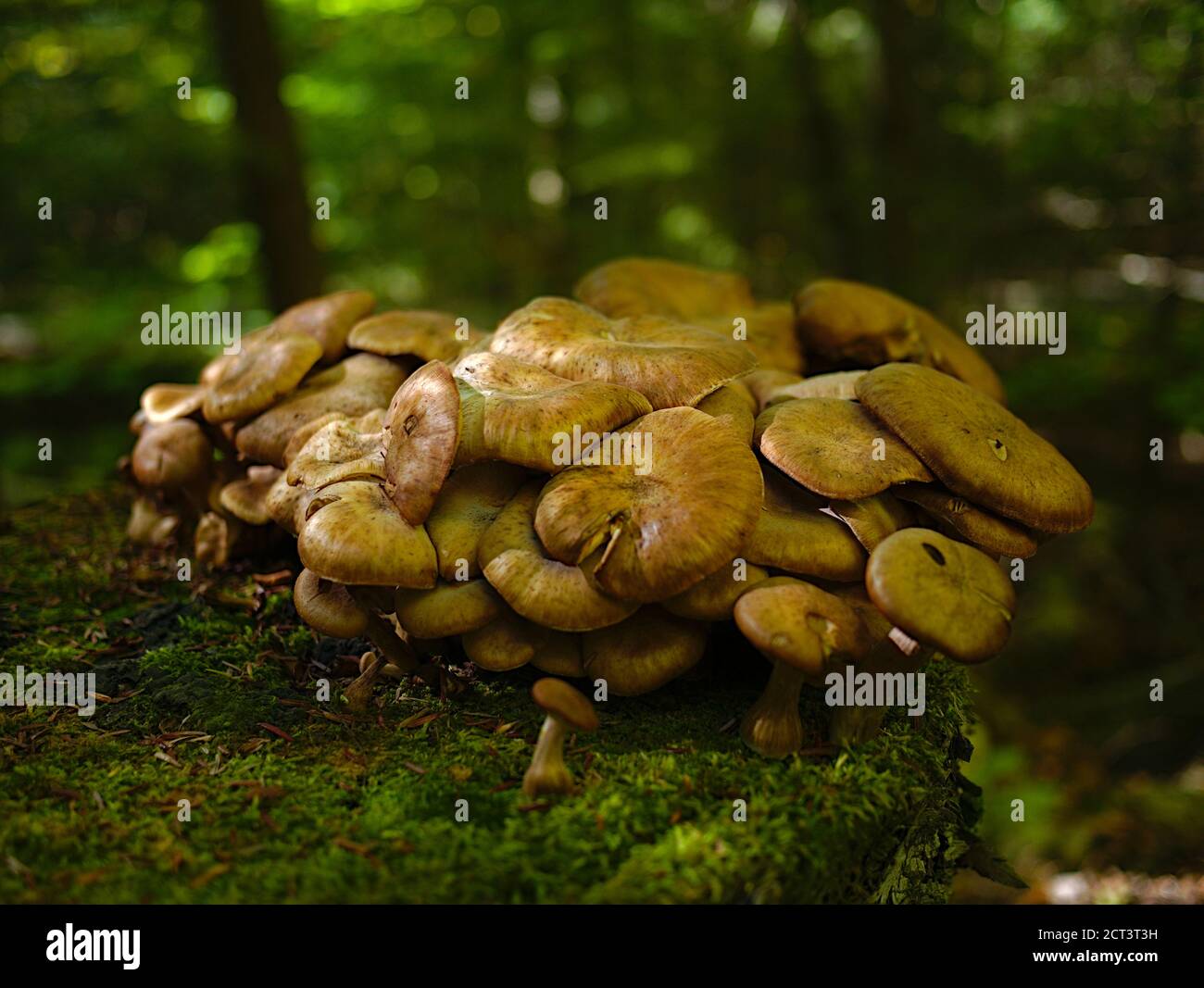 Magnifique grappe de champignons bruns à capuchon (Gymnopilus luteus?) Sur une bûche de mousse dans une forêt ombragée du Québec à Val-des-Monts, au Canada. Banque D'Images