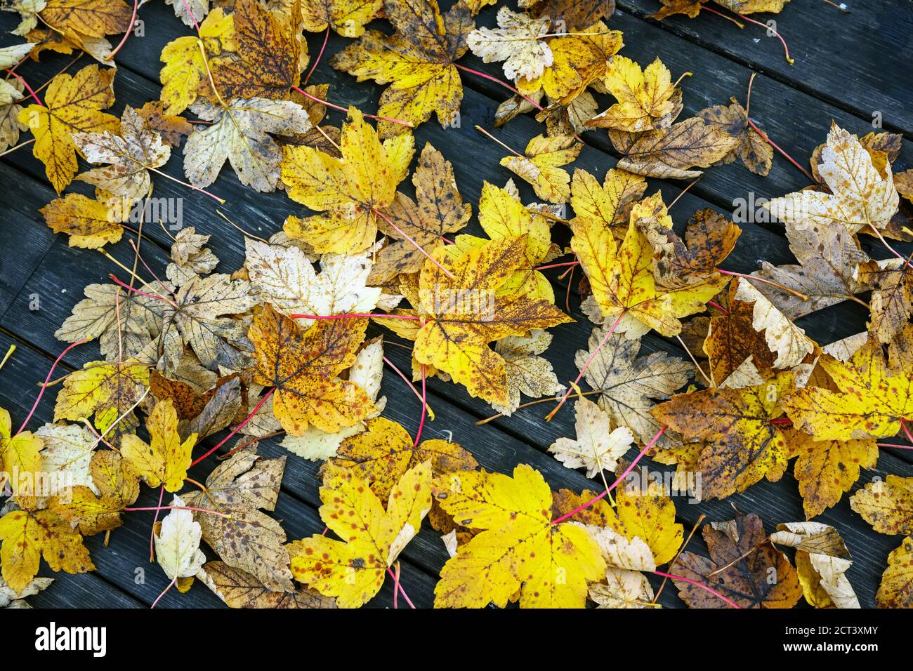 Feuilles sèches et pourriture sur le plancher de bois. Feuilles d'automne en Norvège Banque D'Images