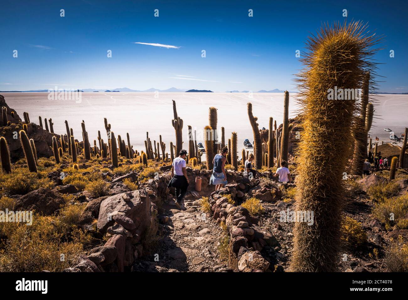 Cactus et Isla Incahuasi (alias Fish Island ou Inka Wasi), Uyuni Salt Flats (Salar de Uyuni), Uyuni, Bolivie, Amérique du Sud Banque D'Images