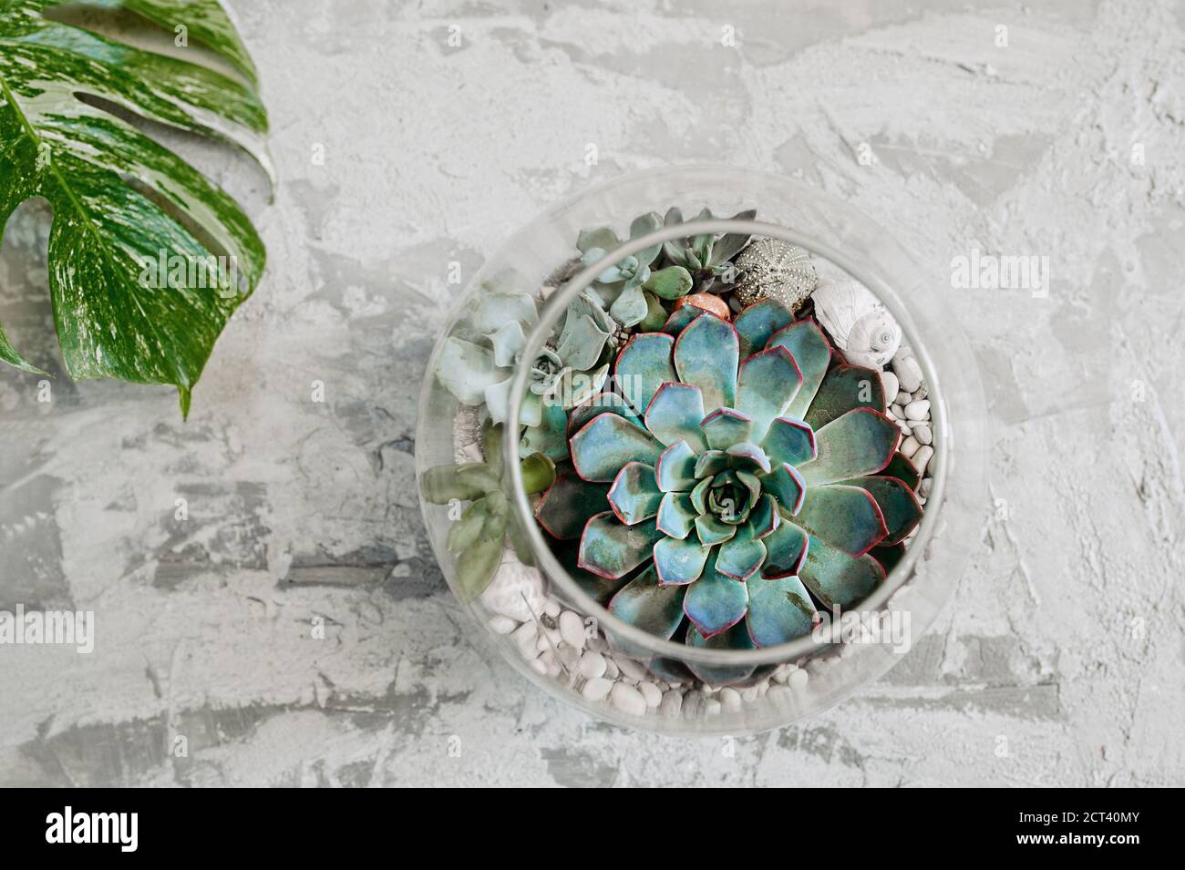 succulent dans un vase en verre rond et une feuille de monstère sur fond de béton gris, vue de dessus. les plantes les plus faciles à entretenir Banque D'Images