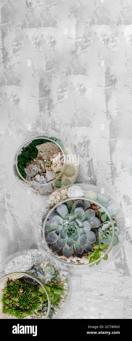 trois vases en verre ronds avec succents sur fond en béton gris. plus facile à entretenir pour les plantes, vue de dessus, bannière verticale Banque D'Images