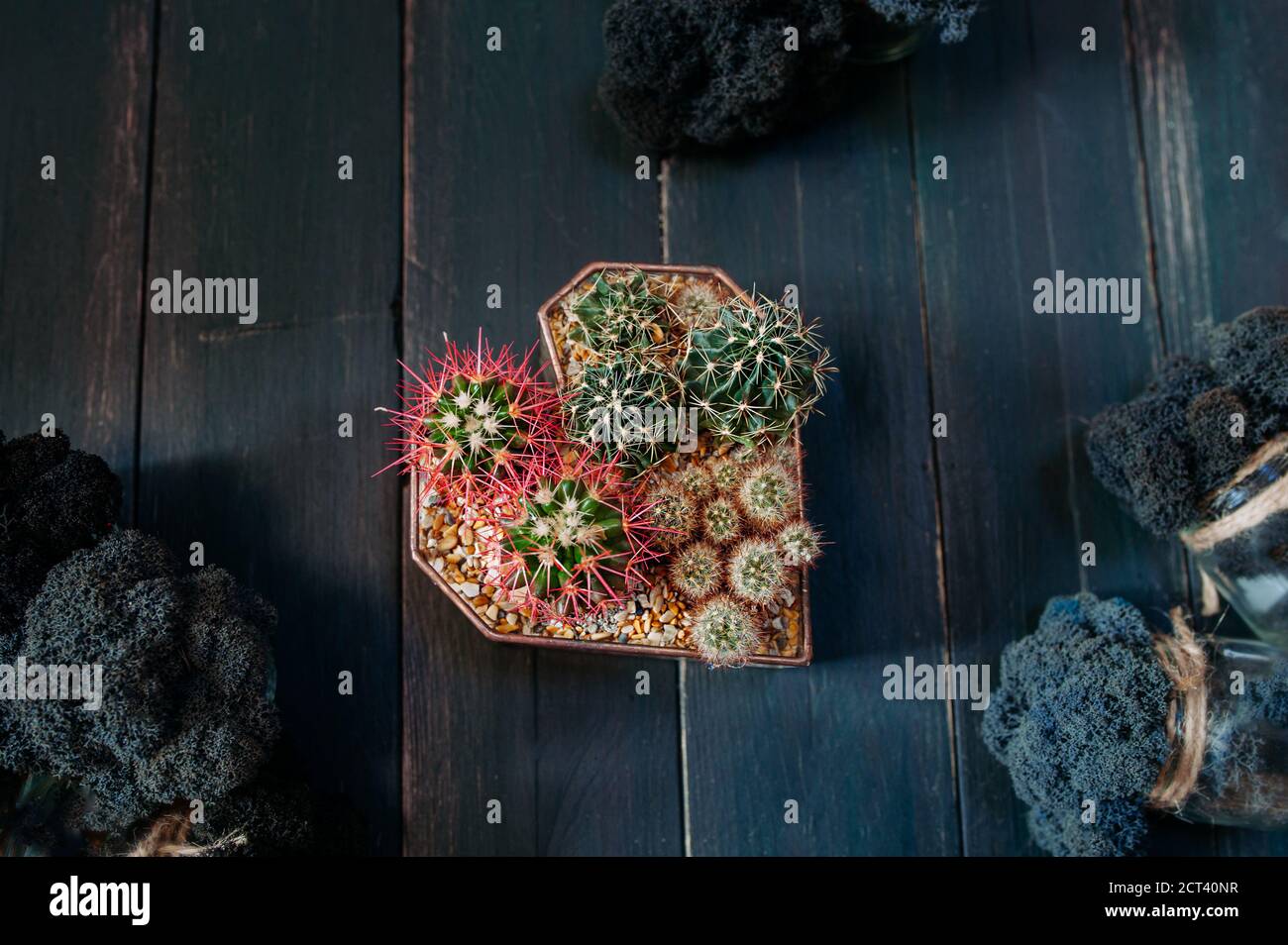 cactus et succulents en vase à coeur plat sur bois sombre avec mousse naturelle foncée, vue de dessus, mise au point sélective Banque D'Images