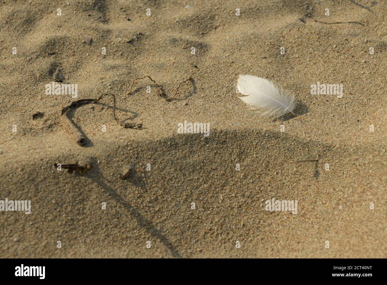 Plume d'oiseau blanc unique sur sable de plage, gros plan, détail, arrière-plans, vie encore, concepts, symbole, symbolisme, signe, signification, idée, artistique Banque D'Images