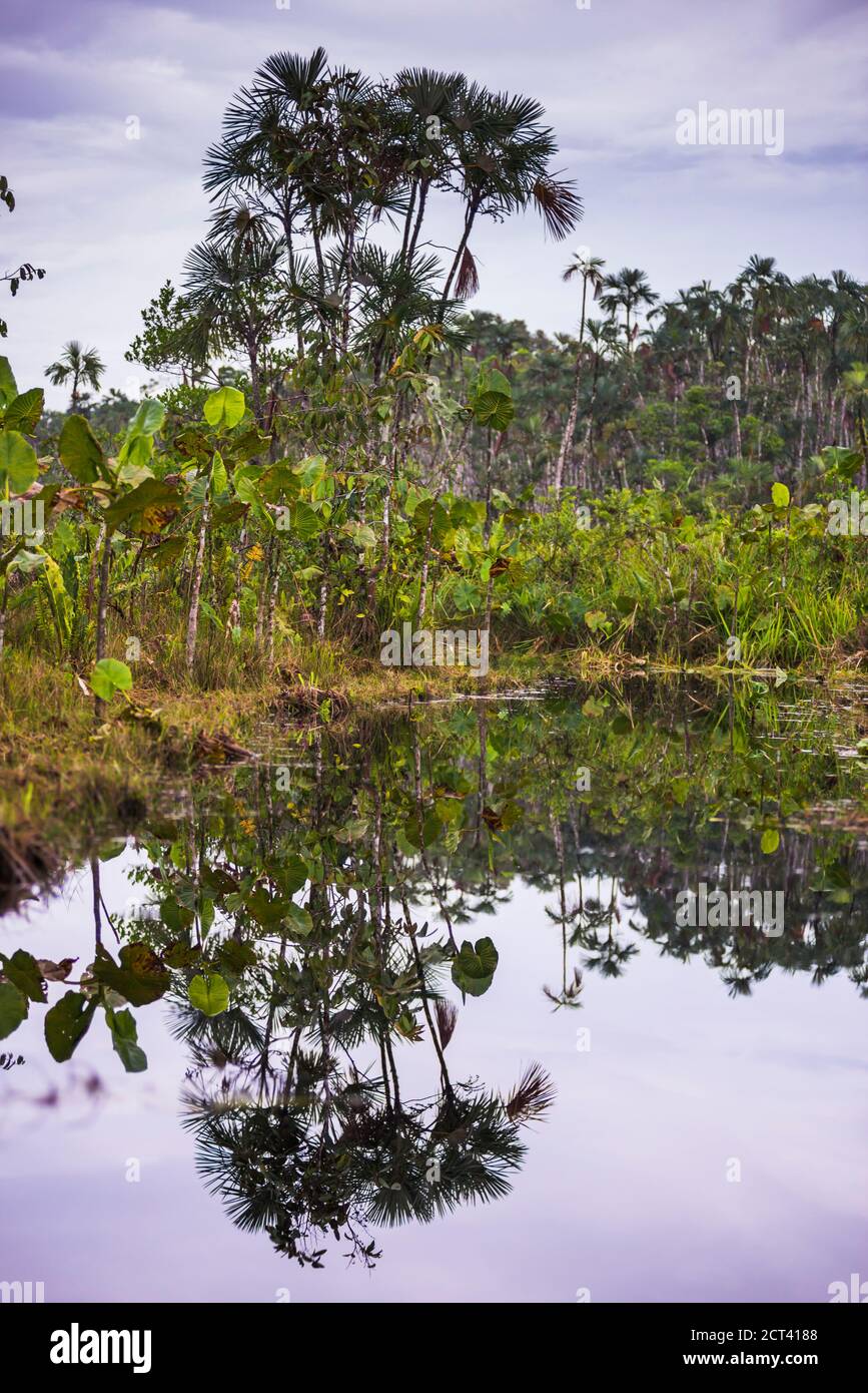 Voie navigable étroite, forêt tropicale d'Amazone, Coca, Équateur, Amérique du Sud Banque D'Images