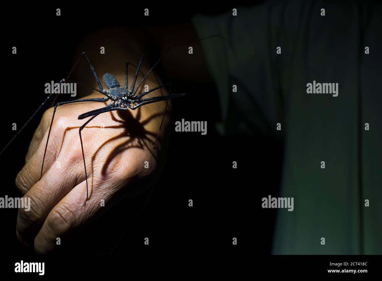 Fouet Scorpion (Amblypygi), Amazone tropicale, Coca, Equateur, Amérique du Sud Banque D'Images