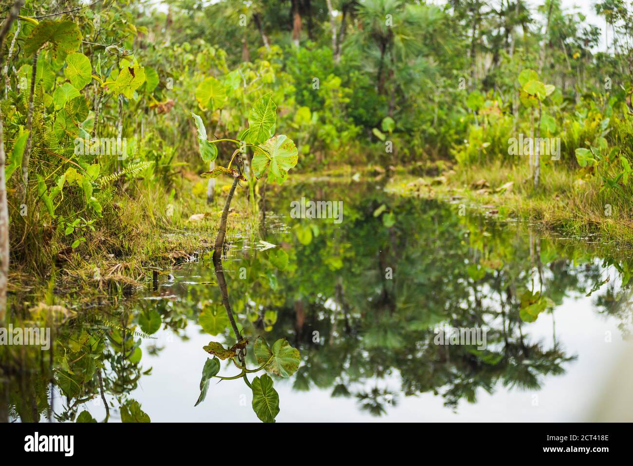 Voie navigable étroite, forêt tropicale d'Amazone, Coca, Équateur, Amérique du Sud Banque D'Images