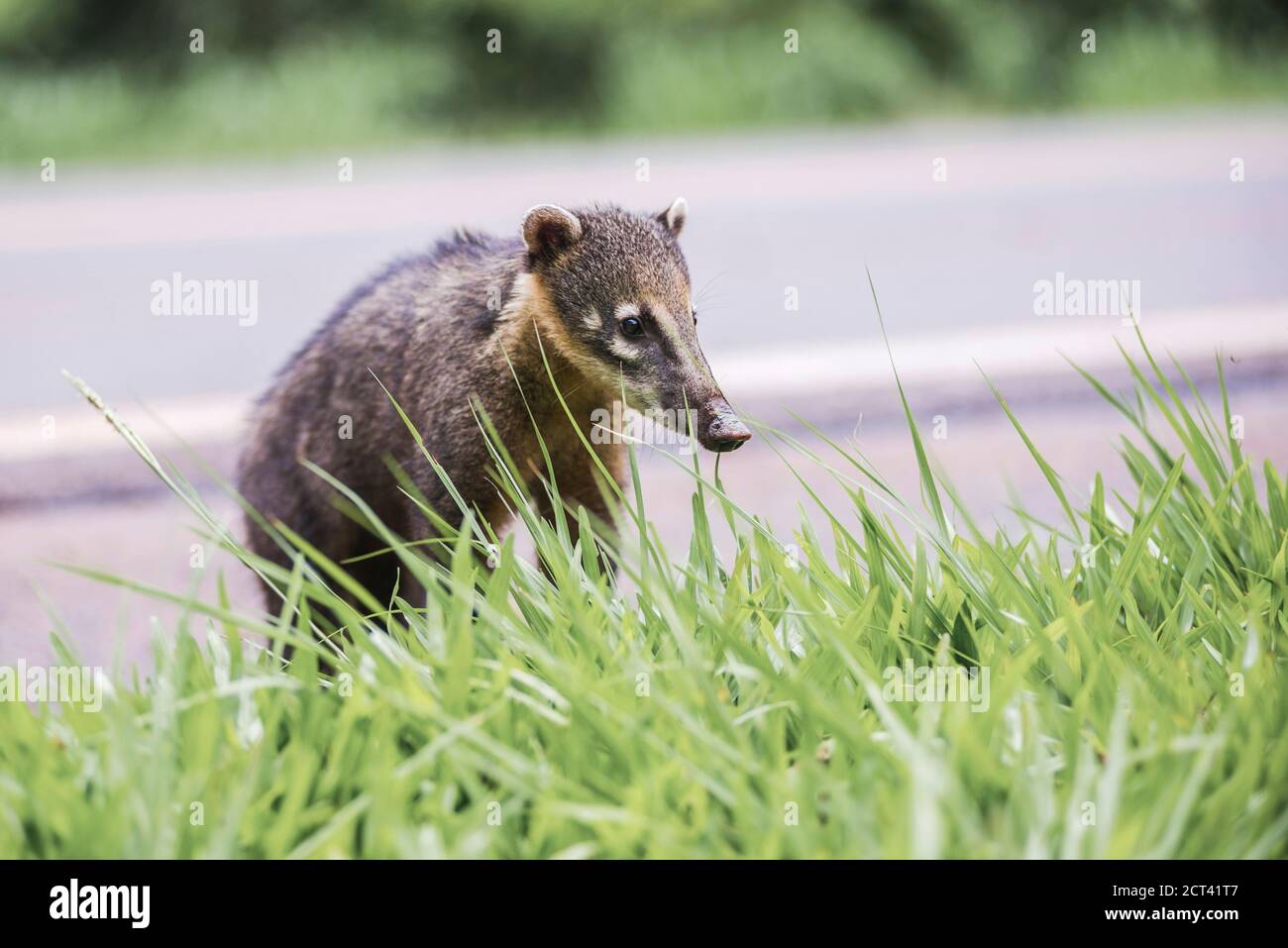 Coati sud-américain (Nasua Nasua), côté brésilien des chutes d'Iguazu, Brésil Argentine frontière avec le Paraguay, Amérique du Sud Banque D'Images